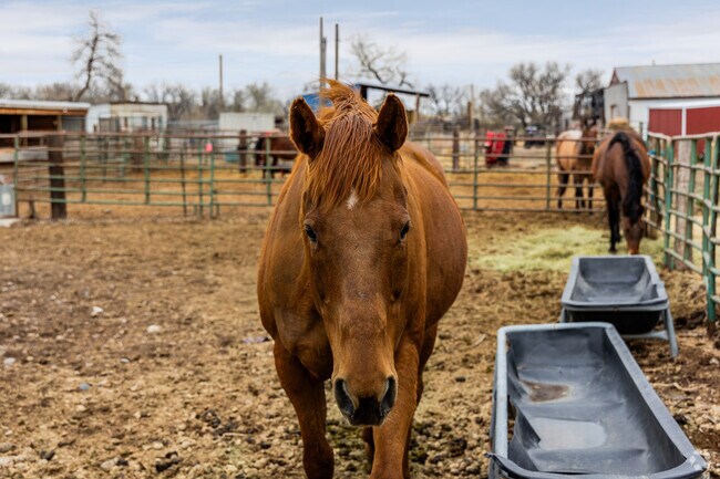 Shiloh is homes to many different ranches with beautiful livestock.