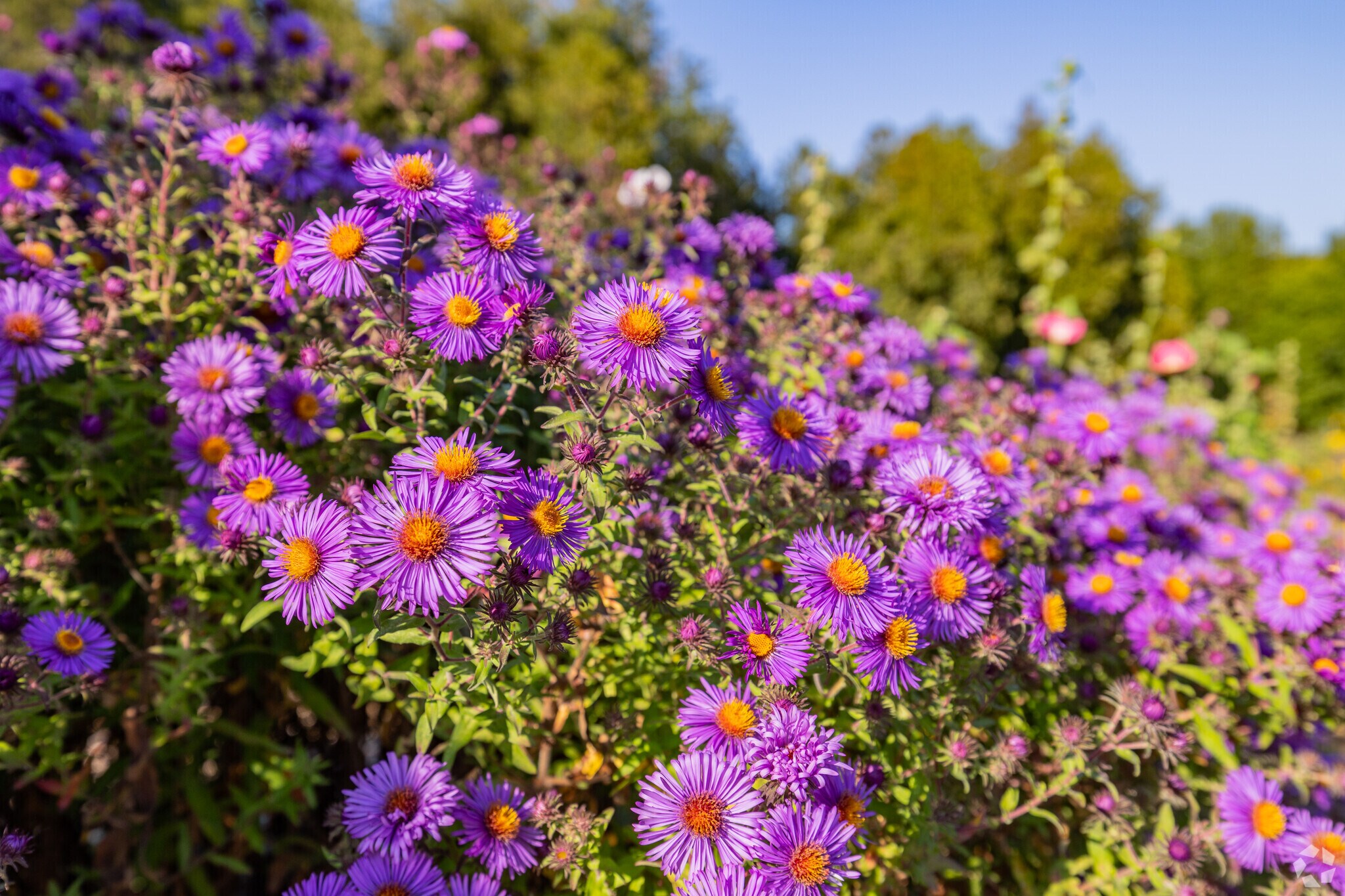 Beautiful wildflowers growing on the side of the road in the town of Cornish.