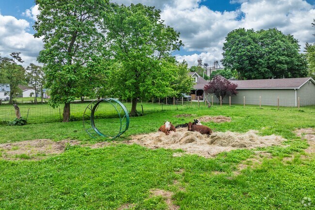 Farm animals hang out in the backyard of homeowners in Oakville.