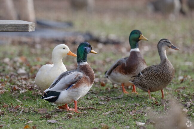 Ducks are visitors to the Acushnet River View Park.