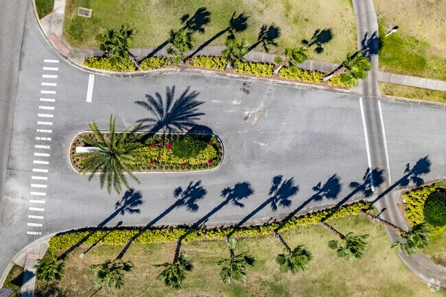 Palm trees line the streets of Loughman.