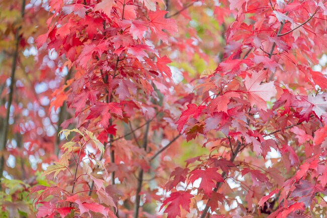 Nisqually Indian Community has stunning colorful trees along the roadway.
