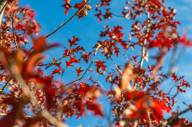Living in Staples, residents are surrounded by natural beauty.