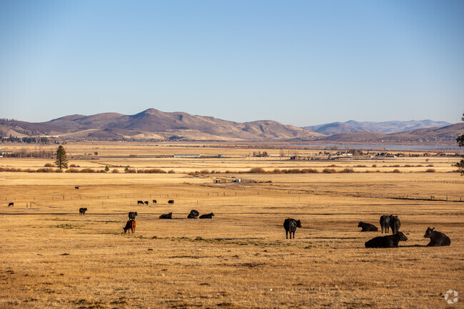 Open pastures and grazing cattle showcase Carson Valley's agricultural charm.