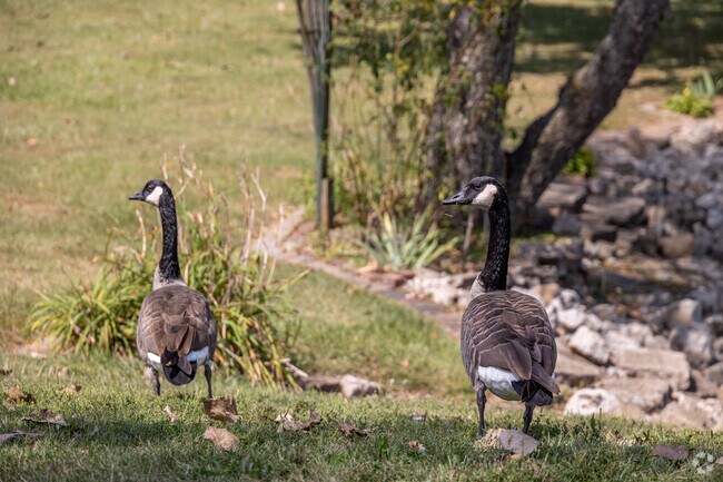 Canadian geese swarm the parks of Indian Springs during the fall.