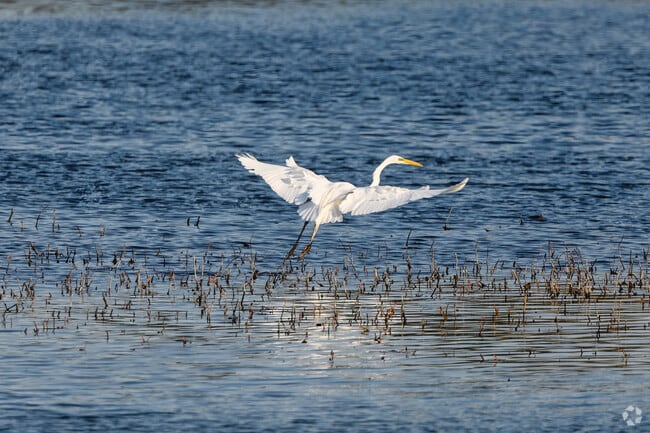 A variety of birds and other wildlife are located along the Huron River, near Tuomy Hills.