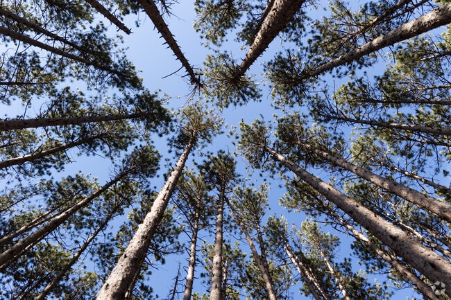 Come to "The Spot" at Oak Openings to see the gorgeous pine forest.