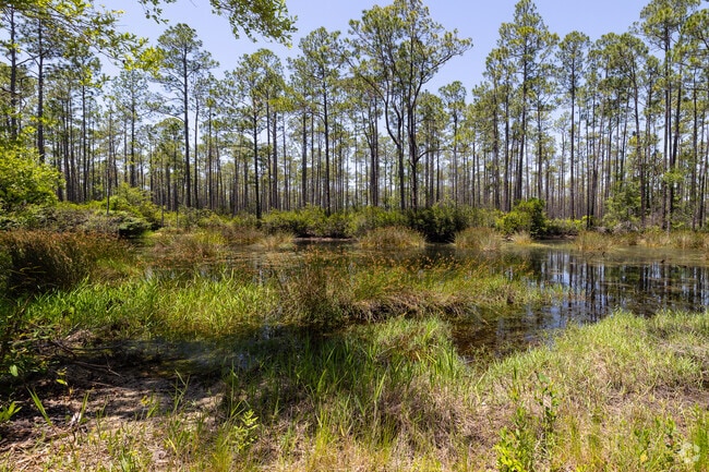 If you want to see Florida in its purest state, a trip to the Osceola National Forest is the place to go.