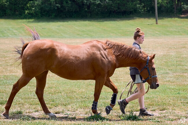 James S. Long Regional Park offers horseback riding trails near Piedmont South’s open fields.