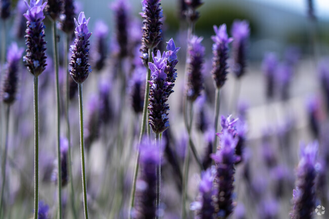 Lavender blooms add vibrant color and soft fragrance to garden corners throughout Citaldi.