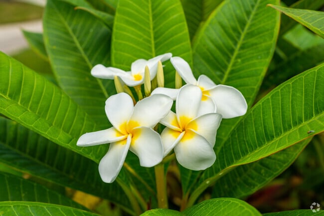 You can find blooming flowers all around Willoughby.