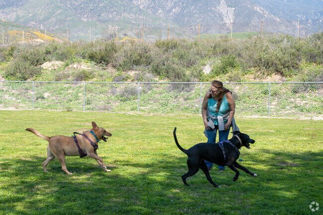 Spend the afternoon in the sun with your four legged friend at Wildwood Park's dog park