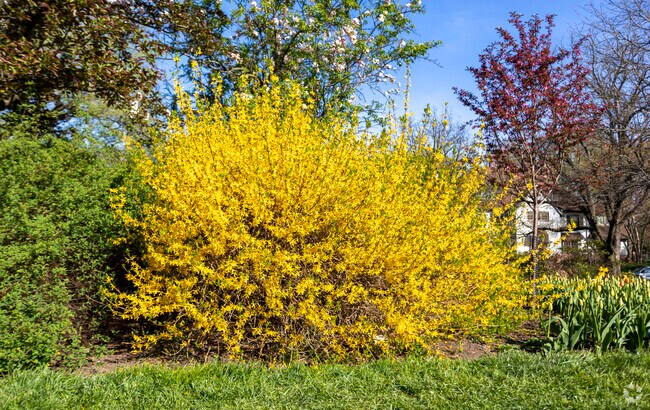 Sherwood Gardens has a variety of flowering tress and shrubs.