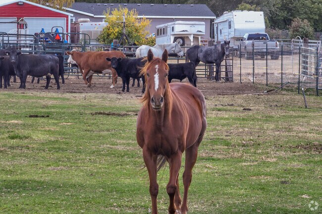 Livestock and horses thrive in Finley’s spacious rural farms and ranches.
