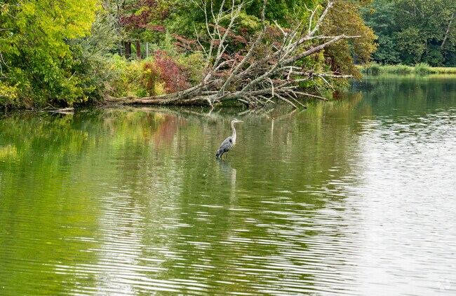 Birds frequent the Delaware River near Ewingville, a peaceful spot for nature lovers.