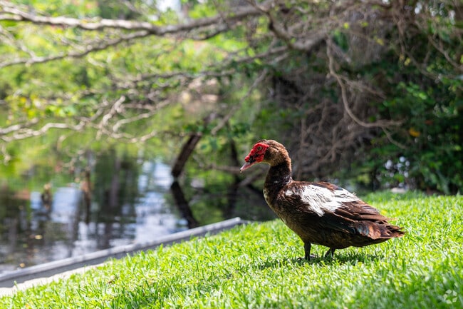 Lots of local wildlife can be seen around Lake Park.
