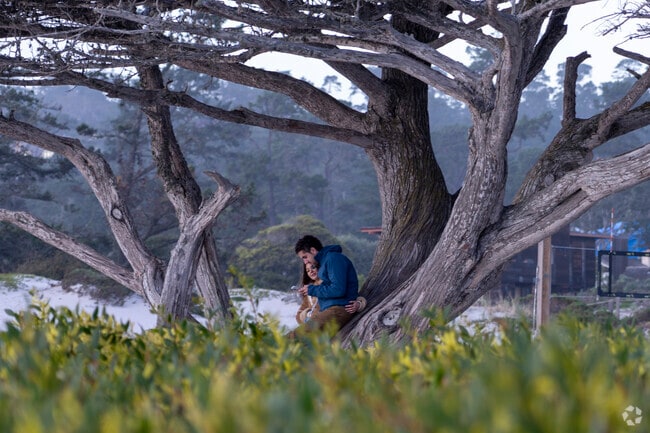 A couple hanging out on a Tree in Carmel.