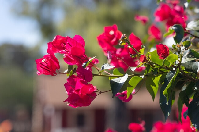 The deep red tones of these Arizona plants contrast sharply with the surrounding browns.