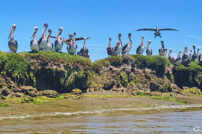 Pelicans cover the tidal flats in Moss Landing, where birds outnumber people.