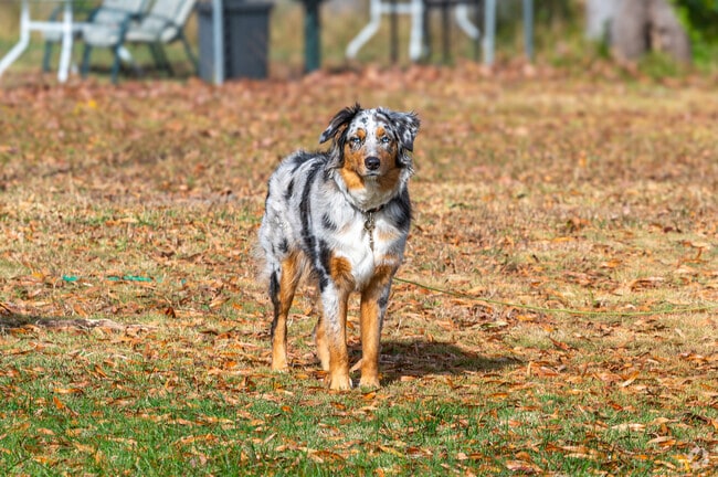 Our furry friends love the yards and friendly neighbors in Oceana.
