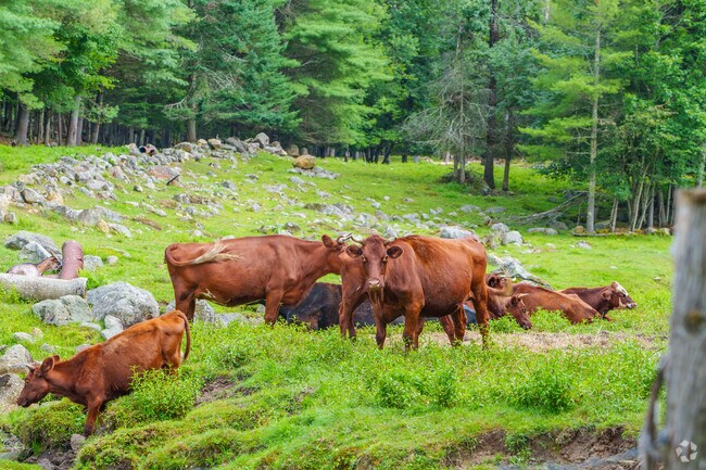 Say hello to the cattle that shares the precious land and air of Danbury.