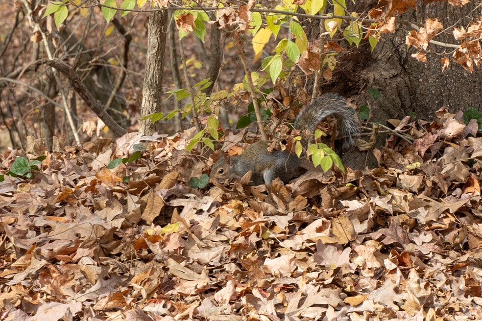 Final_Neighborhood_North-Gate-Big-Ridge_538605_V1_12202023