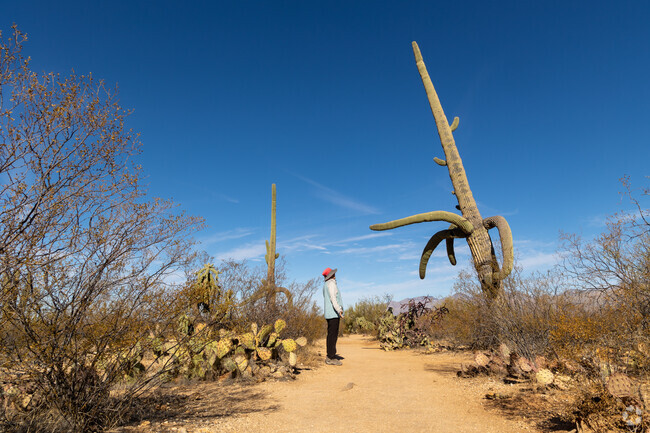Set in the iconic Sonoran Desert, Tanque Verde is home to Saguaro National Park East.