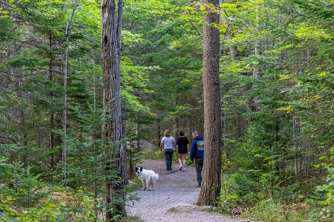 Orono Bog Boardwalk is the perfect place to enjoy a walk with the family in Veazie.