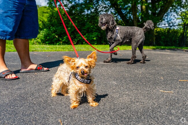 North River pet owners bring both large and small dogs to Gregory Island Dog Park in Aurora.