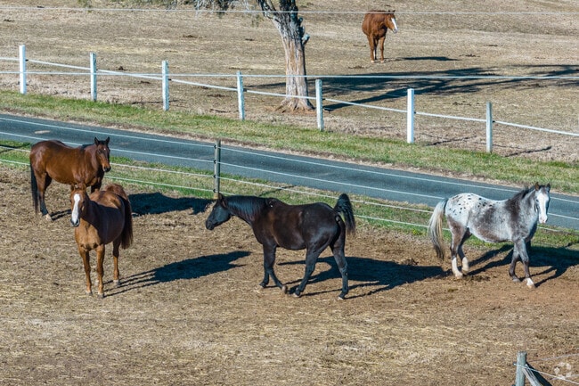 In North Haven/Swink Acres, horses relish frolicking in the warm morning sun.
