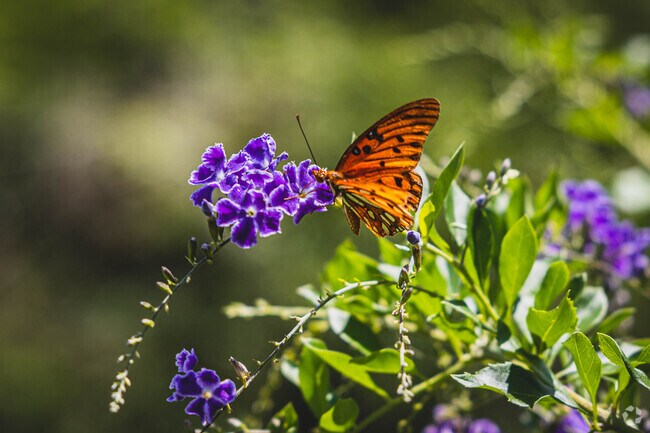 Butterflies flutter across the numerous flowers in the Centennial Park butterfly garden.