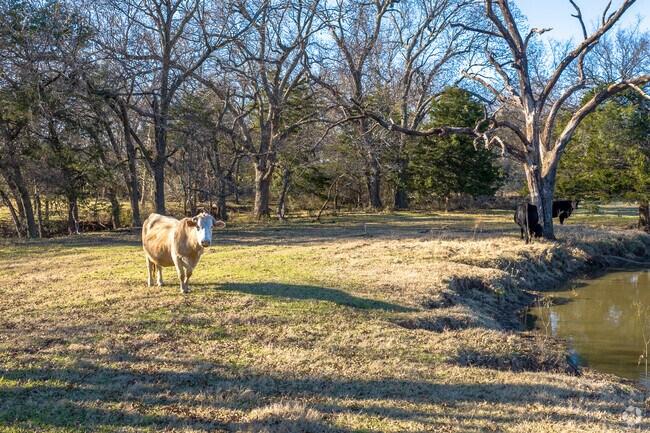 Live stock have plenty of room to graze in Corbett.