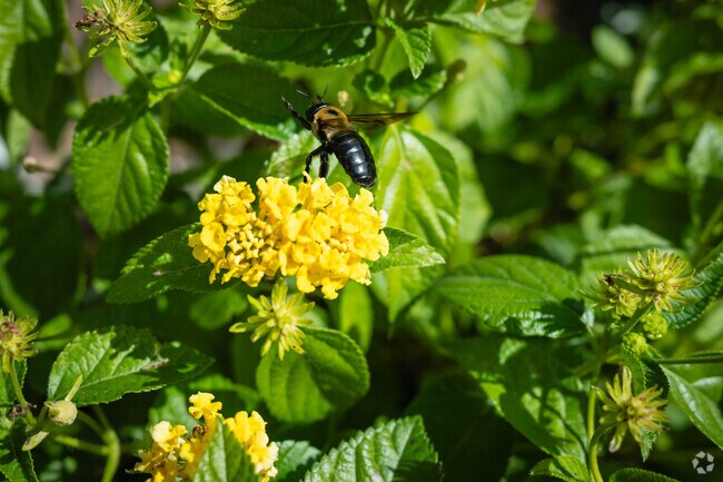 Colorful flowers can be found blooming around Youngs Mill during the warmer months.