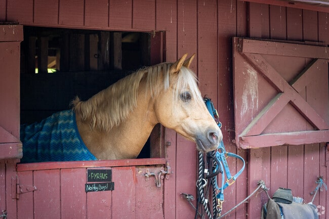 Encounter Pyrhus, one of many horses adding grace to Faith Hill Farm in Shippeetown, RI.