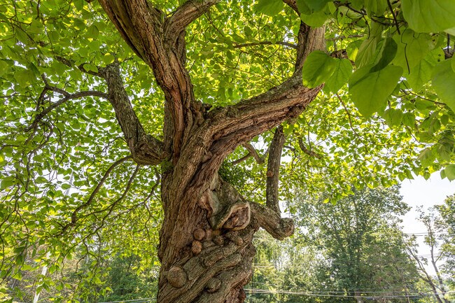 Historic Catalpa Tree in Lincoln, MA.