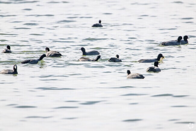 Birding enthusiasts in the Bliss Corner neighborhood can see American Coots on Stafford Pond.