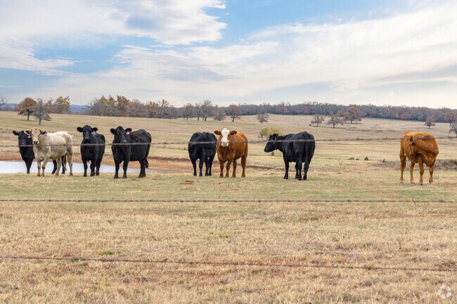 Cows and other farm animals can be found all throughout Dibble.