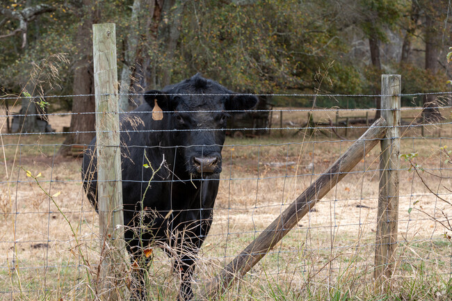 Union Hill has domesticated farm animals like this cow.