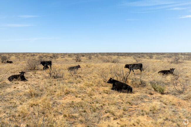 Cows roam freely across Andrews' wide-open lands, a common sight in the countryside.