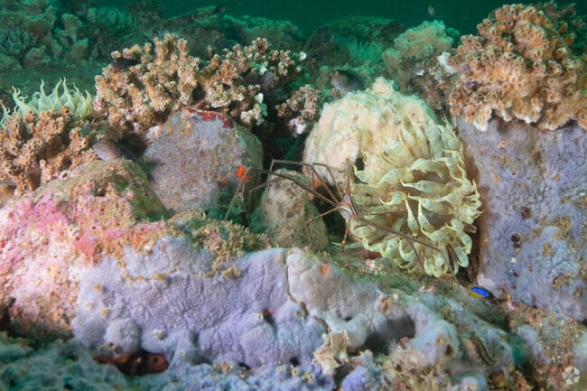 Spotting a spider crab is a highlight for divers exploring underwater habitats.