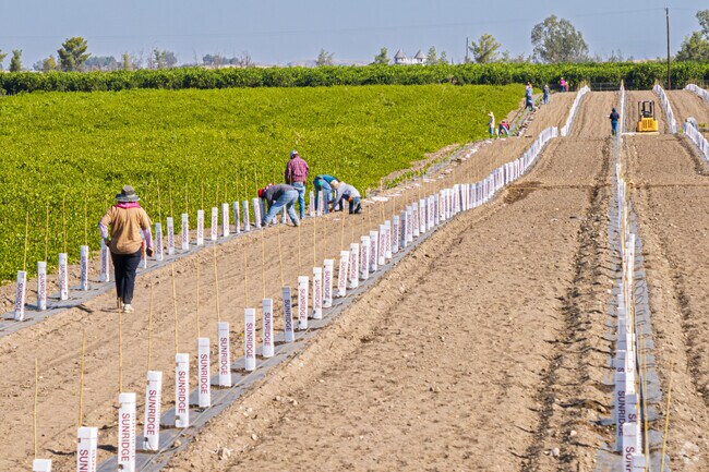 East Niles grows citrus and grapes for shipping around the country and world.