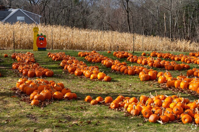 Adams Farm in North Cumberland offers one of the largest pumpkin patches in the state.