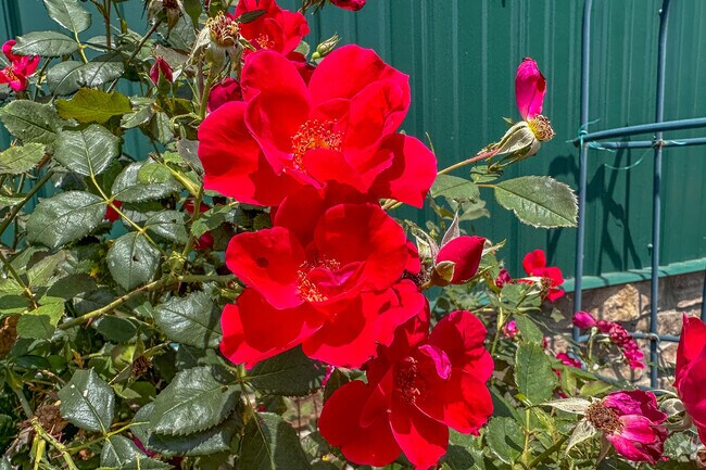 Stop to smell the roses in Whittier Park.