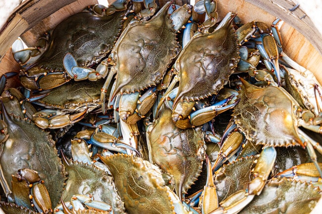 A basket of freshly caught crabs, a common sight in the waters surrounding Colington Harbour.