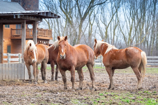 Palomino Horses hang out on a Farm in Salem.