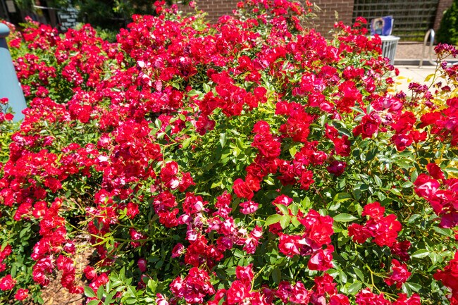 There are red flowers on display in the heart of Allen Park.