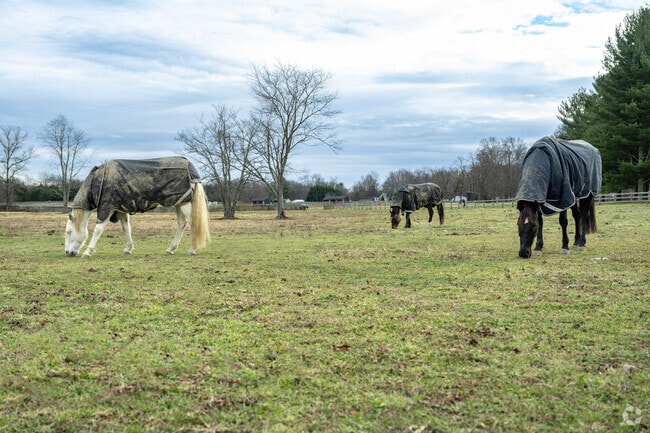Horses are a common sight on large properties in Glenwood.