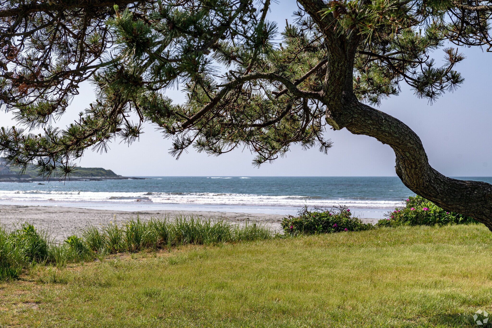 Dunlap-Wheeler Park in Newport East neighborhood of Middletown has gnarled pines at the beach.