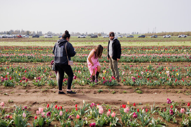 Families enjoy Dutch Hollow Tulip farms in Outer East Stanislaus Modesto, Ca.