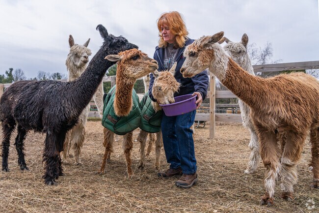 Magic Meadows Alpacas offers private appointments to meet and play with alpacas.